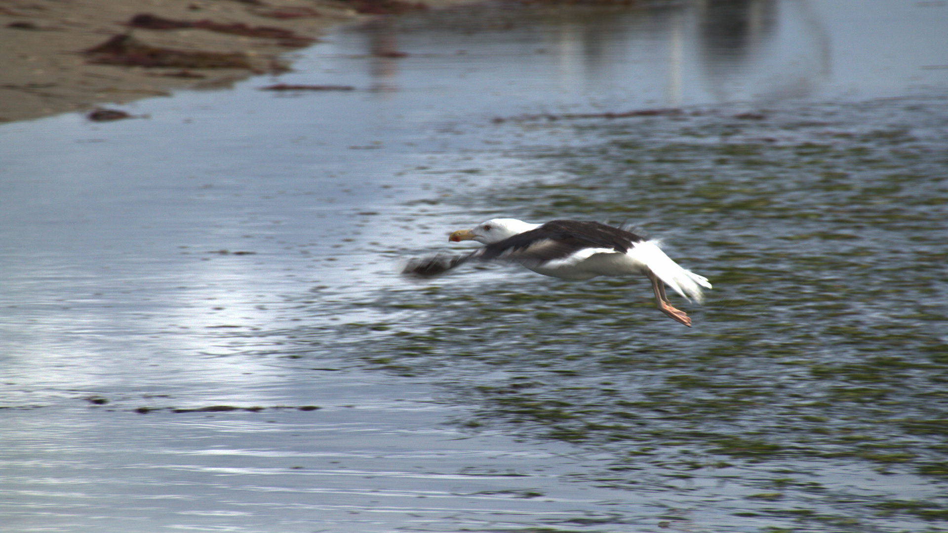 vol de mouette