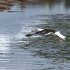 vol de mouette