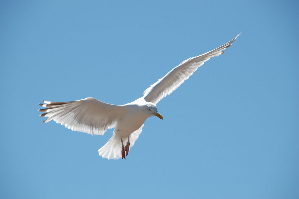 vol de mouette au cap frehel