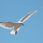 vol de mouette au cap frehel