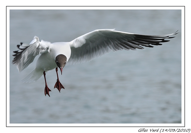 Vol de Mouette Rieuse