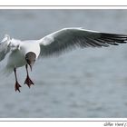 Vol de Mouette Rieuse