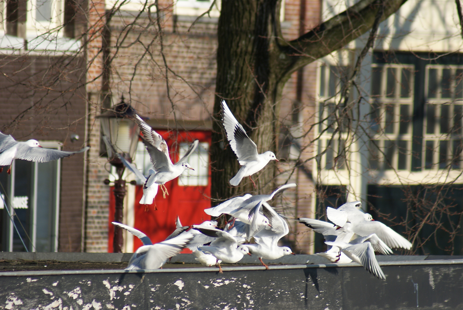 Vol de mouettes sur Amsterdam