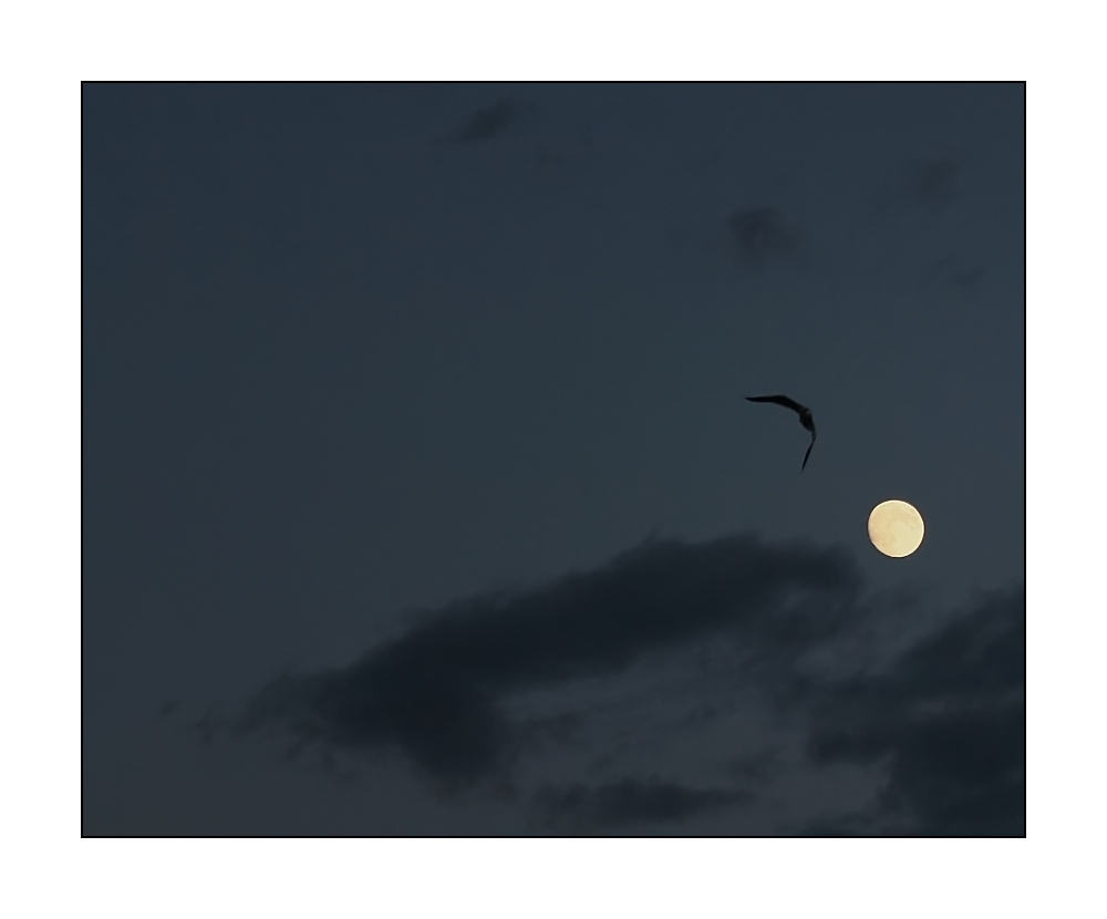 ... vol de nuit (2) ... / ... night-flight ... (2)