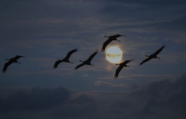 Vol de nuit - Nachtflug