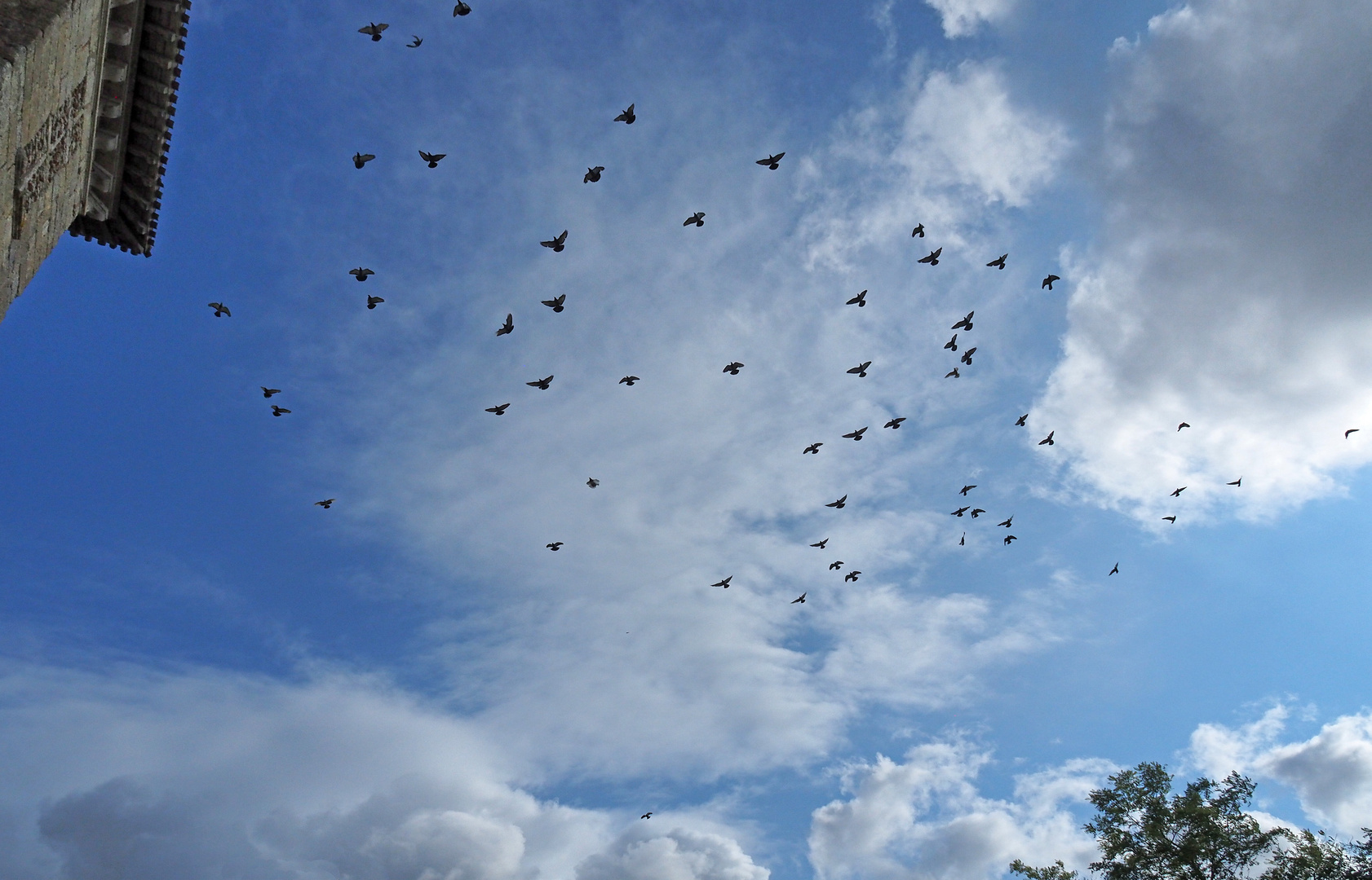 Vol de pigeons 