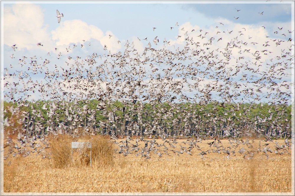 Vol de pigeons ramiers (palombes ) "