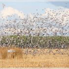 Vol de pigeons ramiers (palombes ) "