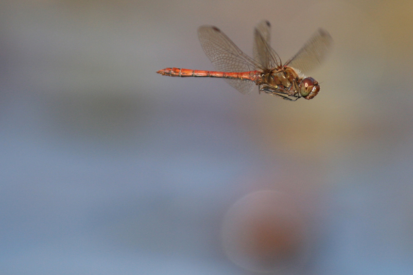 Vol de Sympetrum