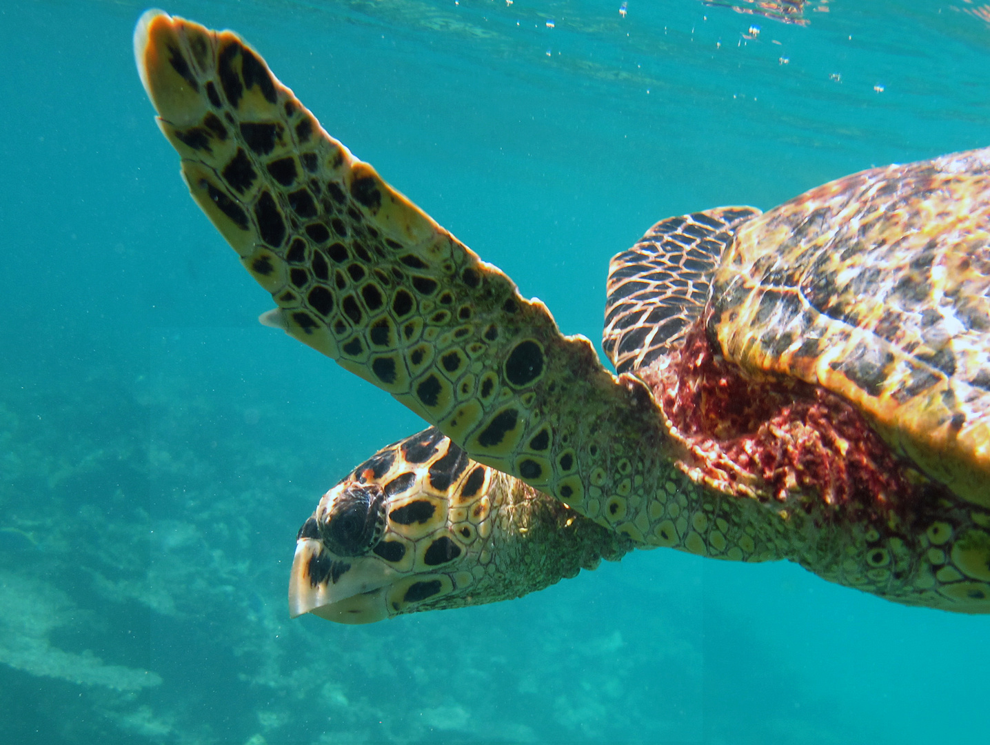 Vol de tortue aux Maldives