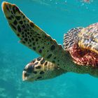 Vol de tortue aux Maldives