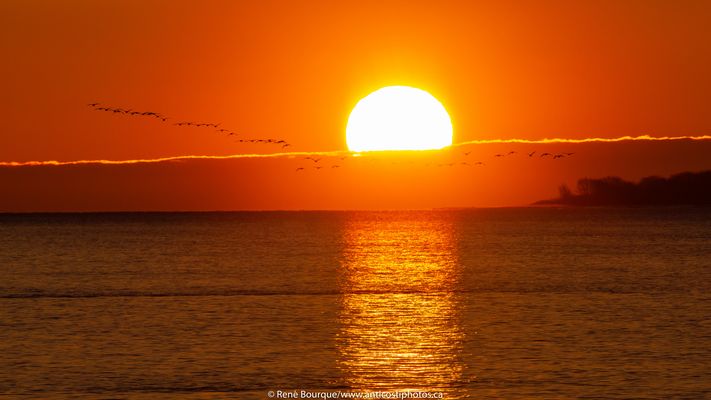 Vol d'oies des neiges au lever du jour