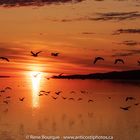 Vol d'oies des neiges au lever du jour. 