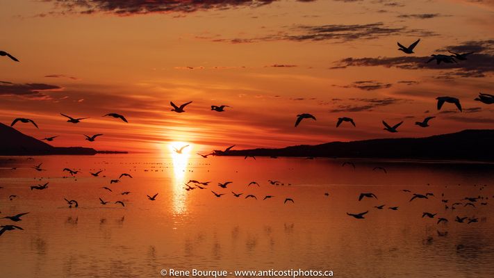 Vol d'oies des neiges au lever du jour.