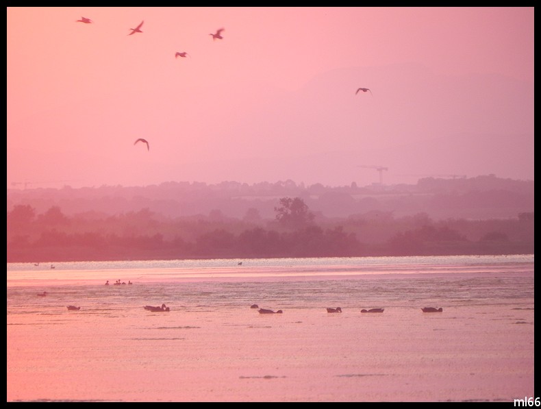 vol d'oiseaux