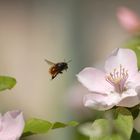 Vol du bourdon... fleur de cognassier