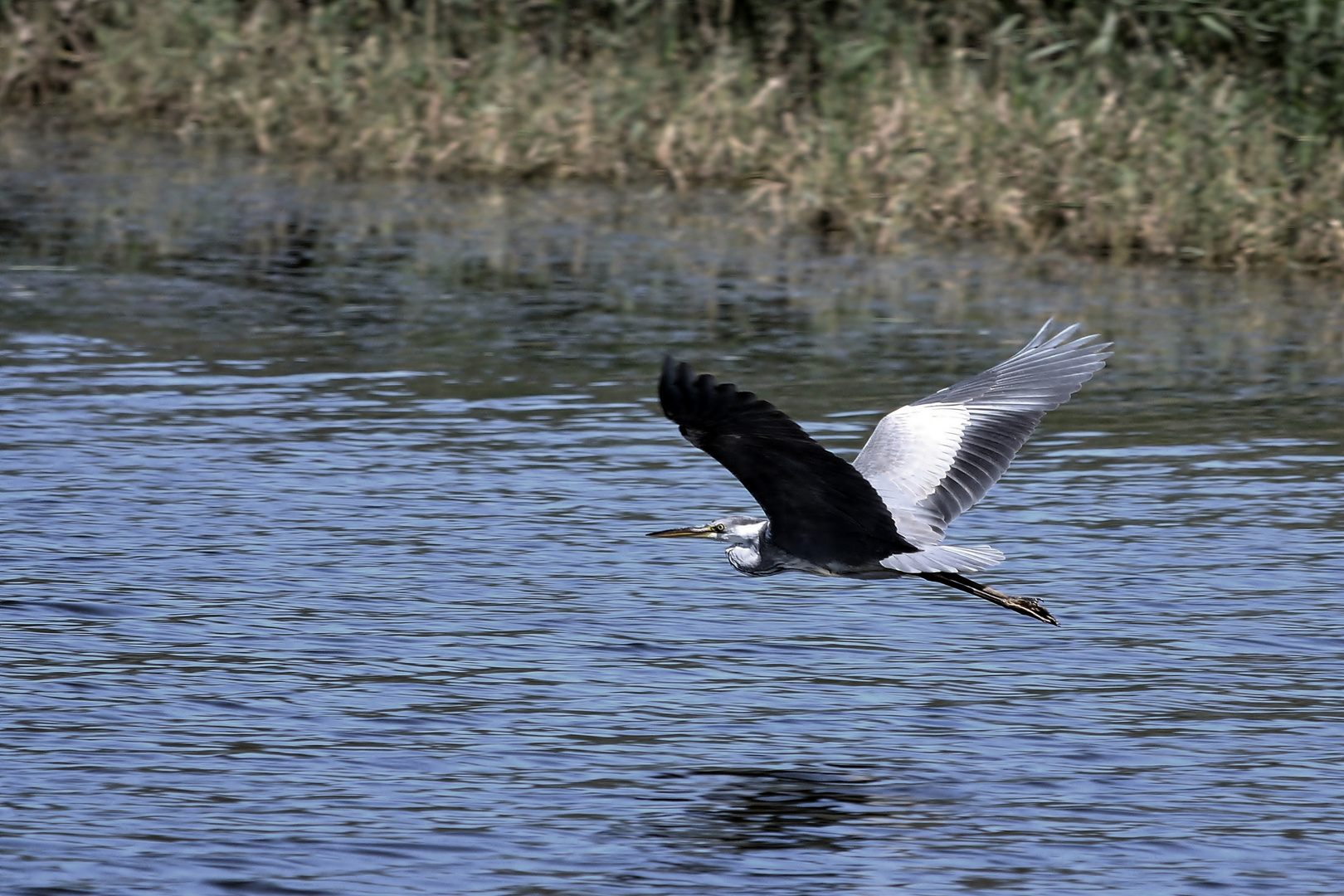 vol du heron