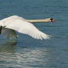 Vol d'un cygne à fleur d'eau ...