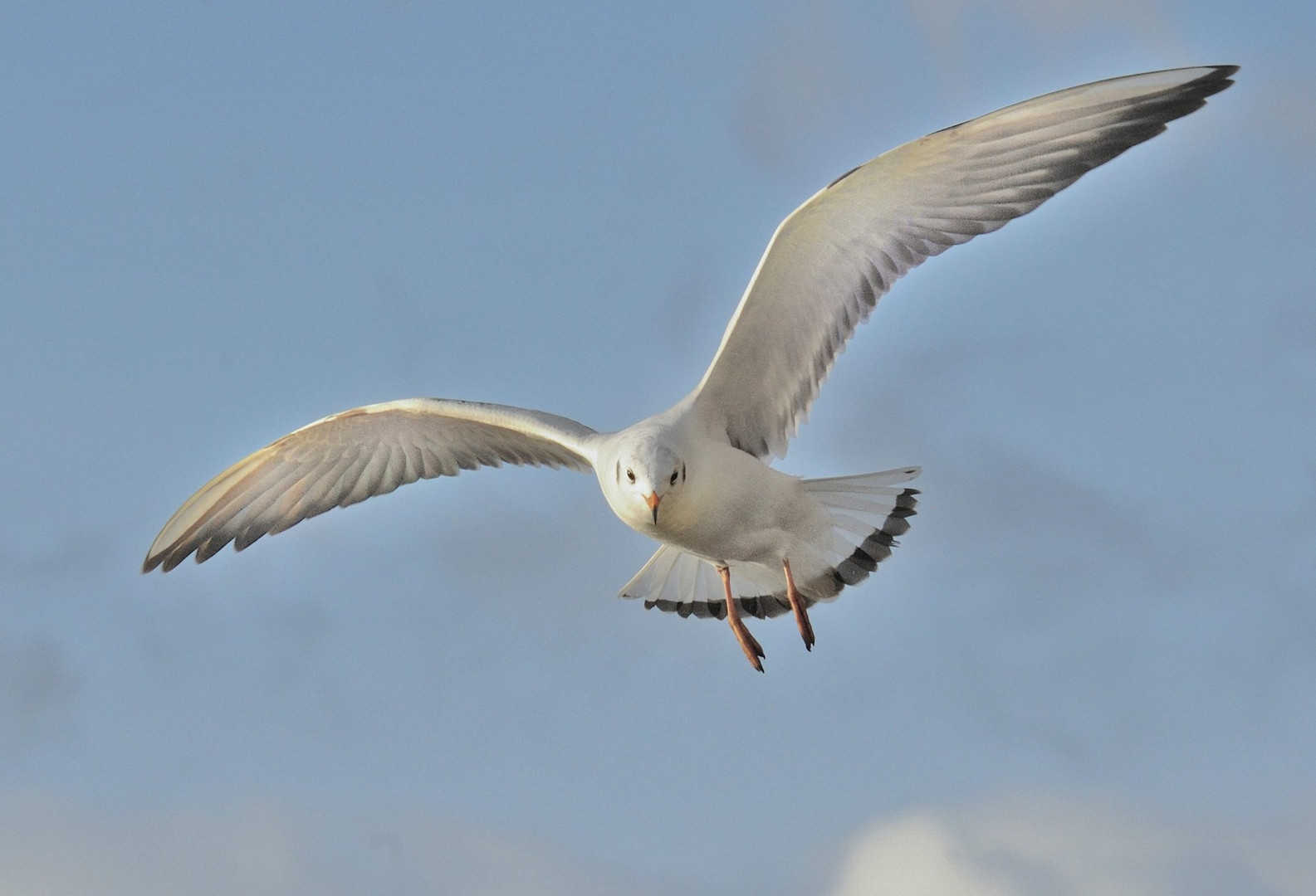 Vol D Une Mouette Photo Et Image Animaux Animaux Sauvages Oiseaux Images Fotocommunity Vol D Une Mouette Photo Et Image Animaux Animaux Sauvages Oiseaux Images Fotocommunity