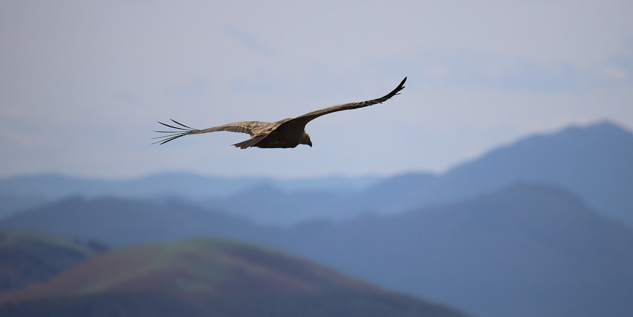 vol plané au-dessus des Pyrénéens