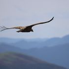 vol plané au-dessus des Pyrénéens