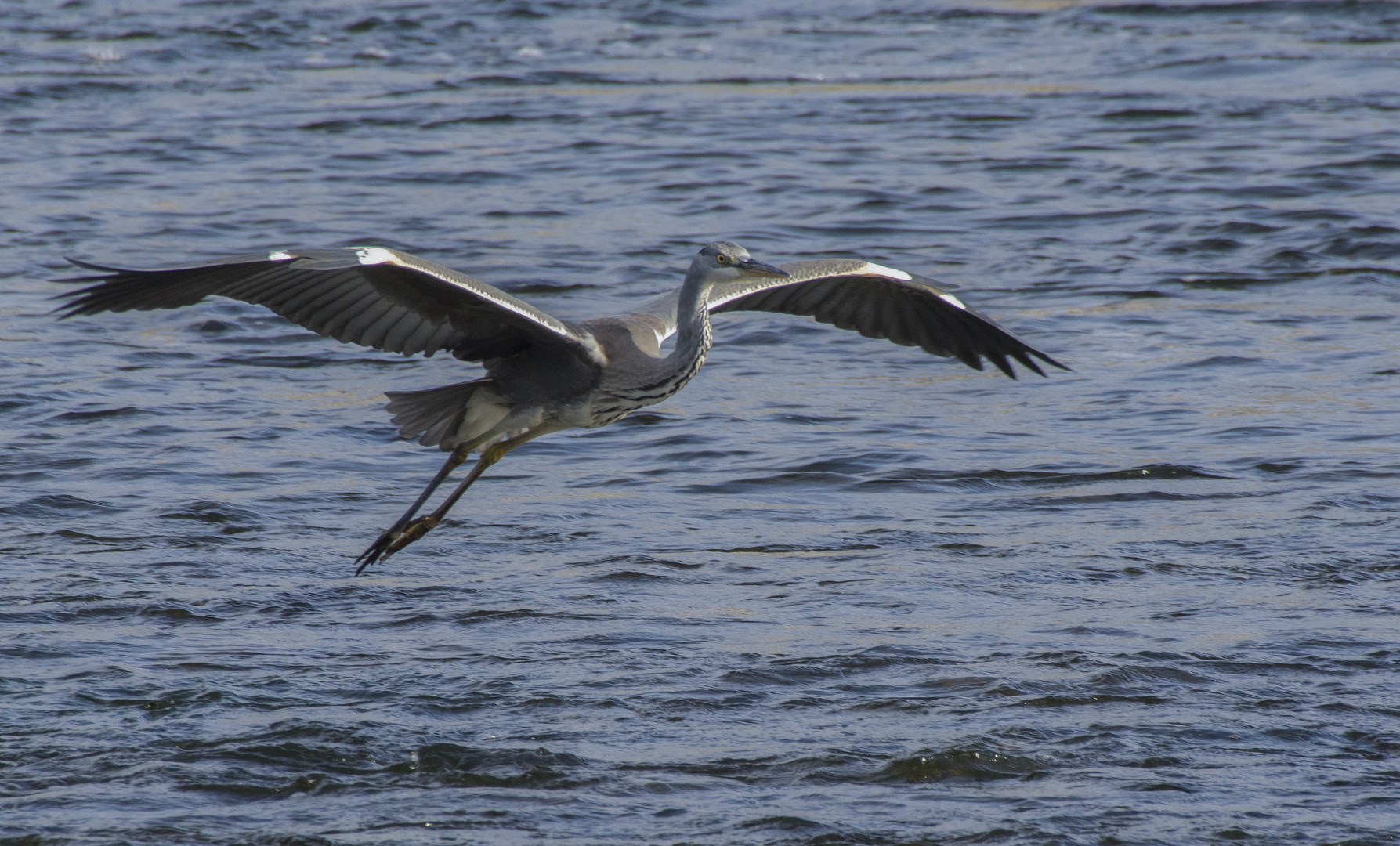 Vol rasant au-dessus de la Loire (Ardea cinerea, héron cendré)