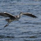 Vol rasant au-dessus de la Loire (Ardea cinerea, héron cendré)