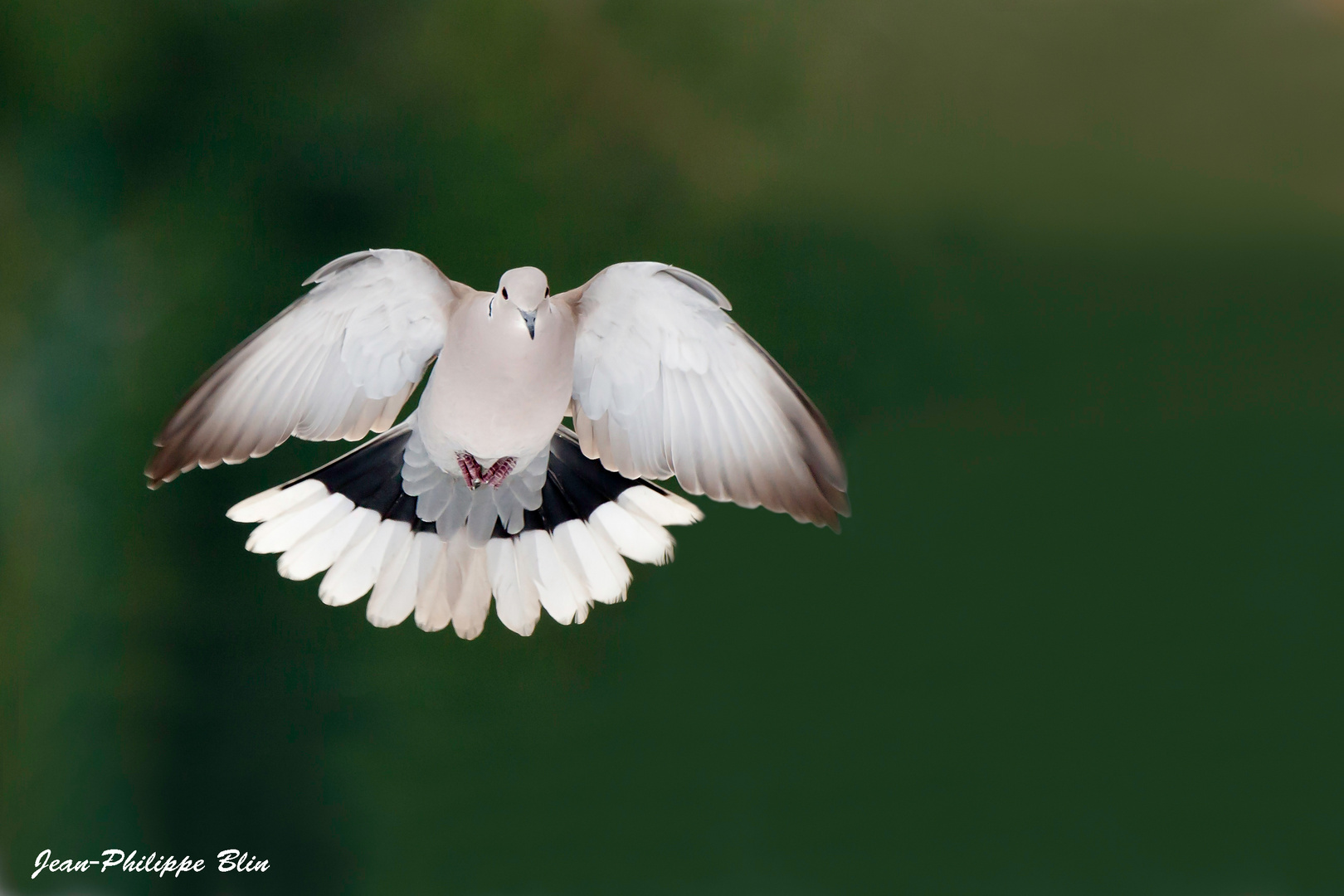 Image de Oiseau Oiseau Vol Saint Esprit