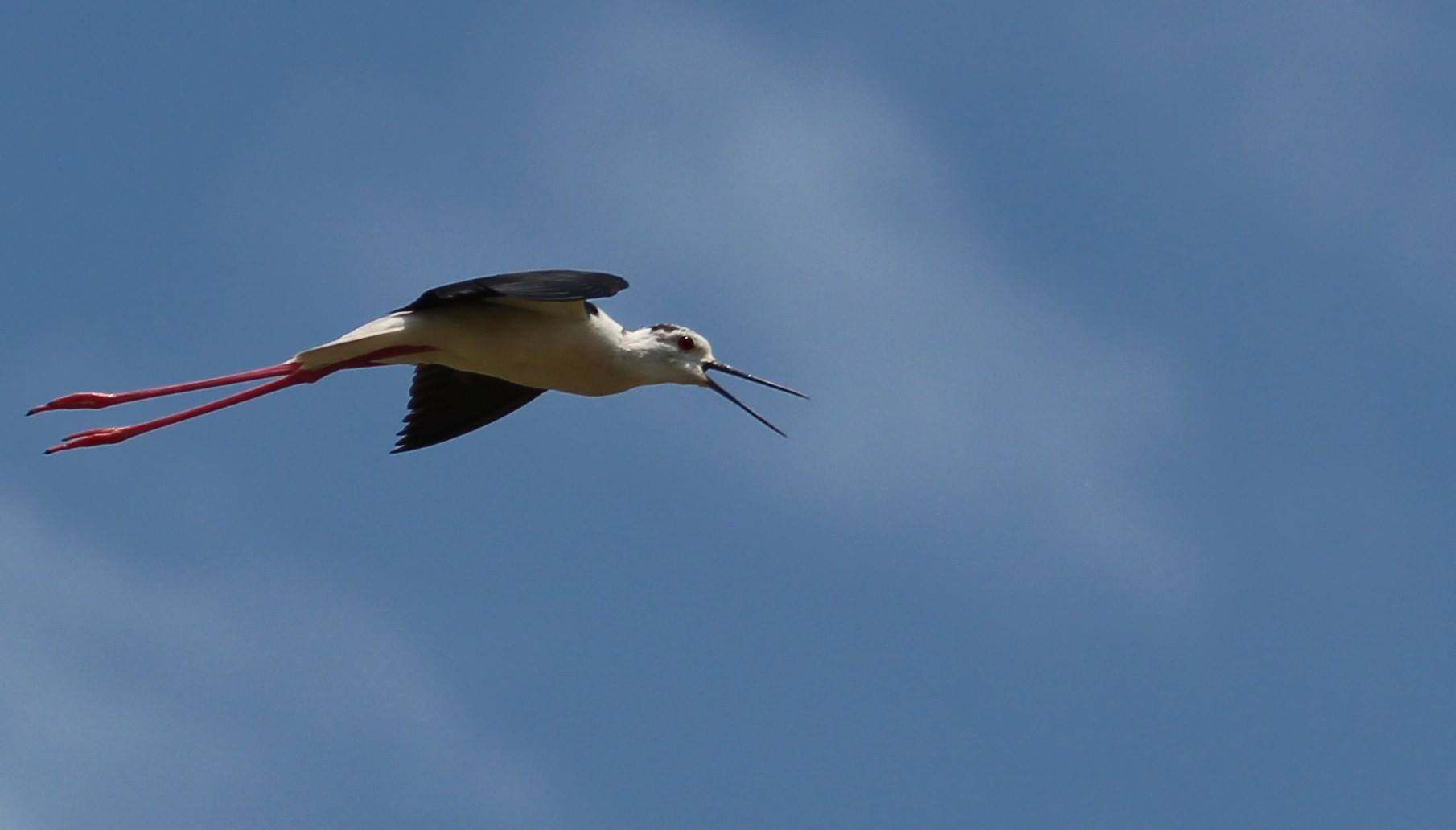 Vol Stationnaire Photo Et Image Animaux Oiseaux Nature