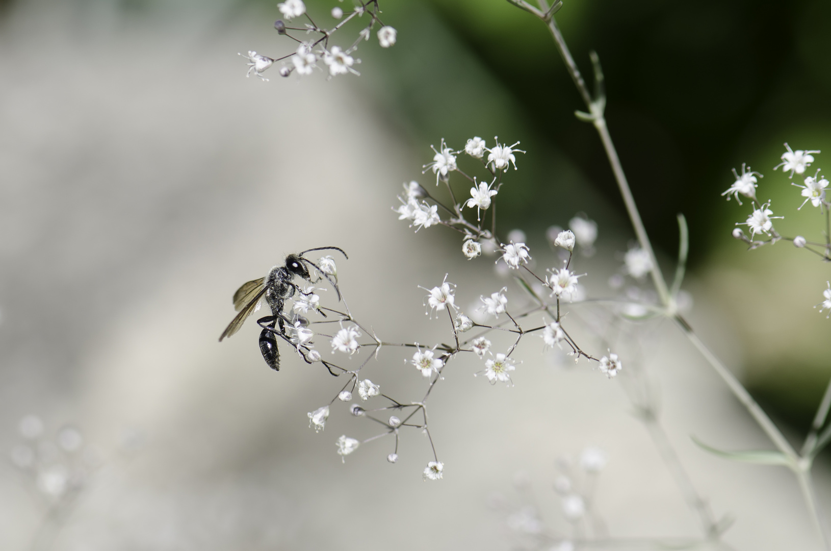 vol sur gypsophile