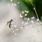 vol sur gypsophile