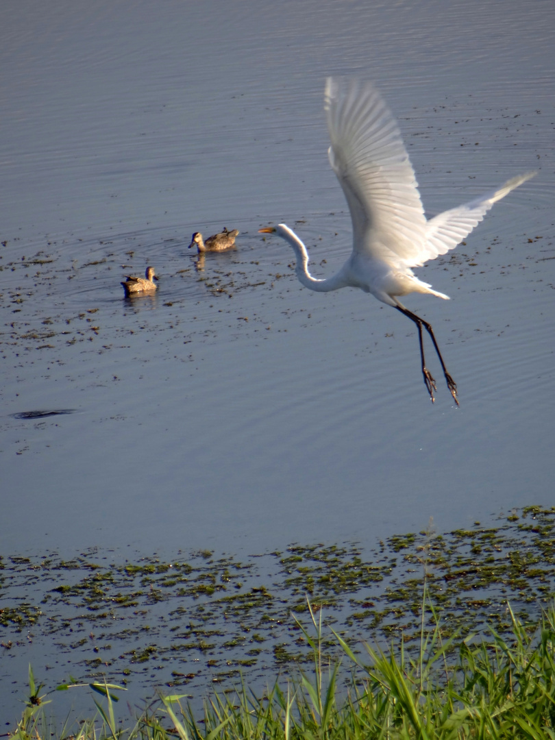 Volando 2