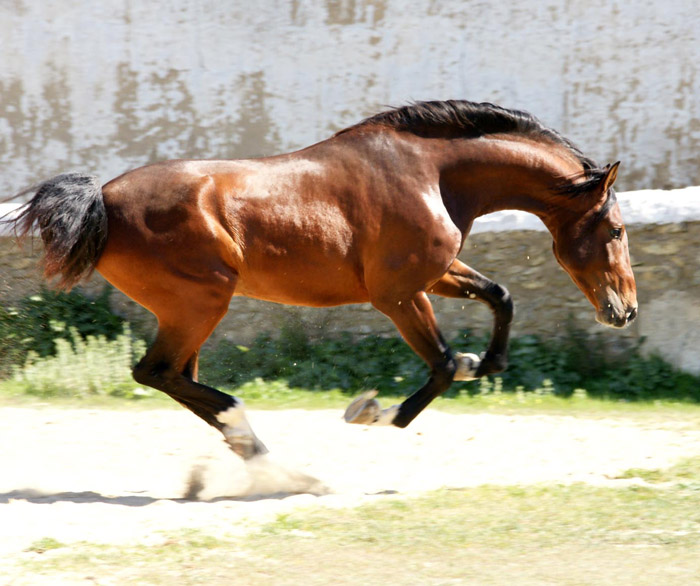 Volando