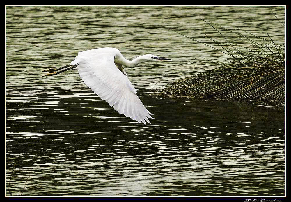 ..volando...