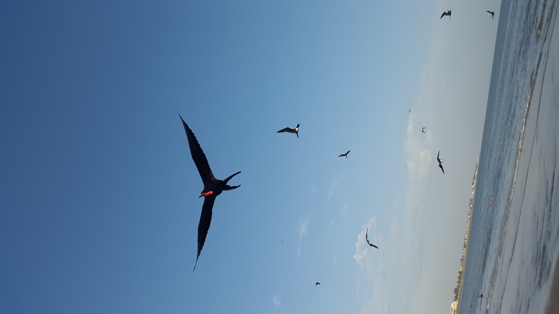 volando en el azul profundo