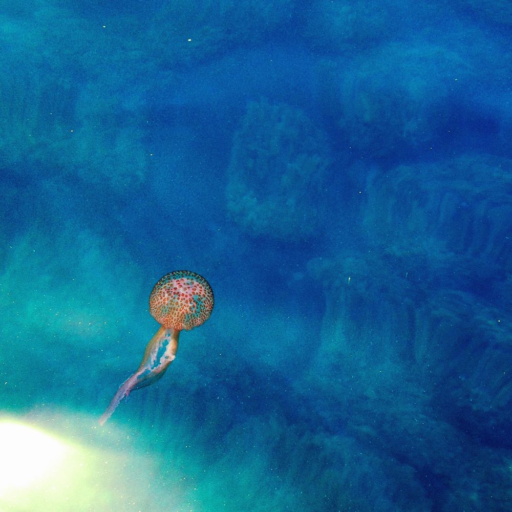 Volando en el fondo del mar de Lordenia 