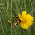 VOLANDO EN EL JARDIN