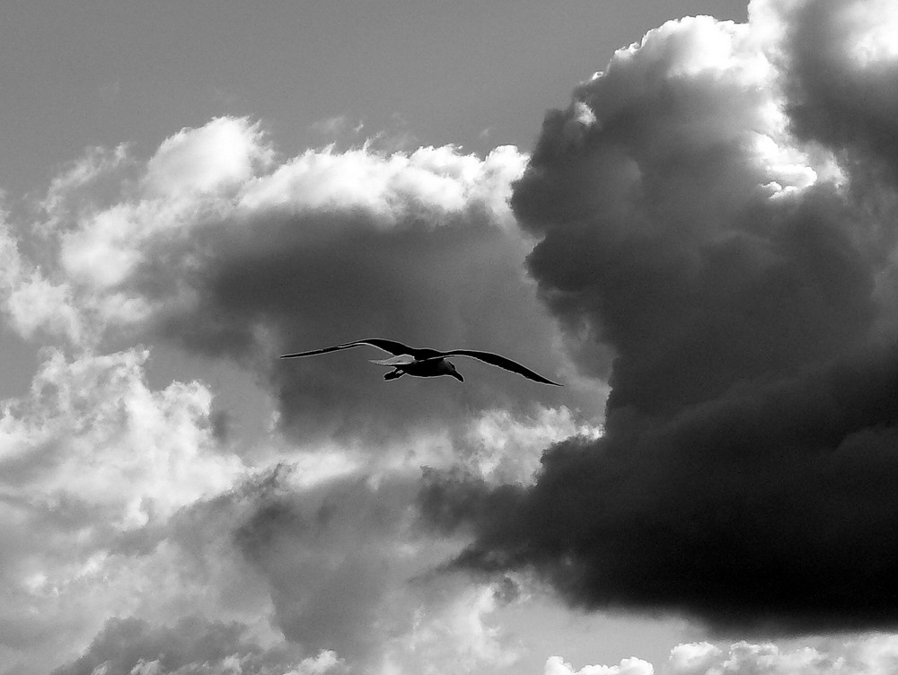 Volando hacia la tormenta