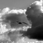 Volando hacia la tormenta