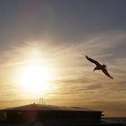 Volando sui cieli dell'olanda...