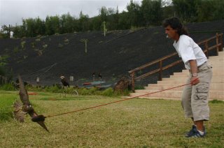 VOLANDO UN PEREGRINO