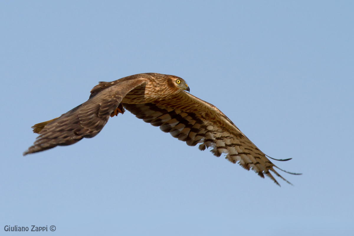 Volando... verso il nido.