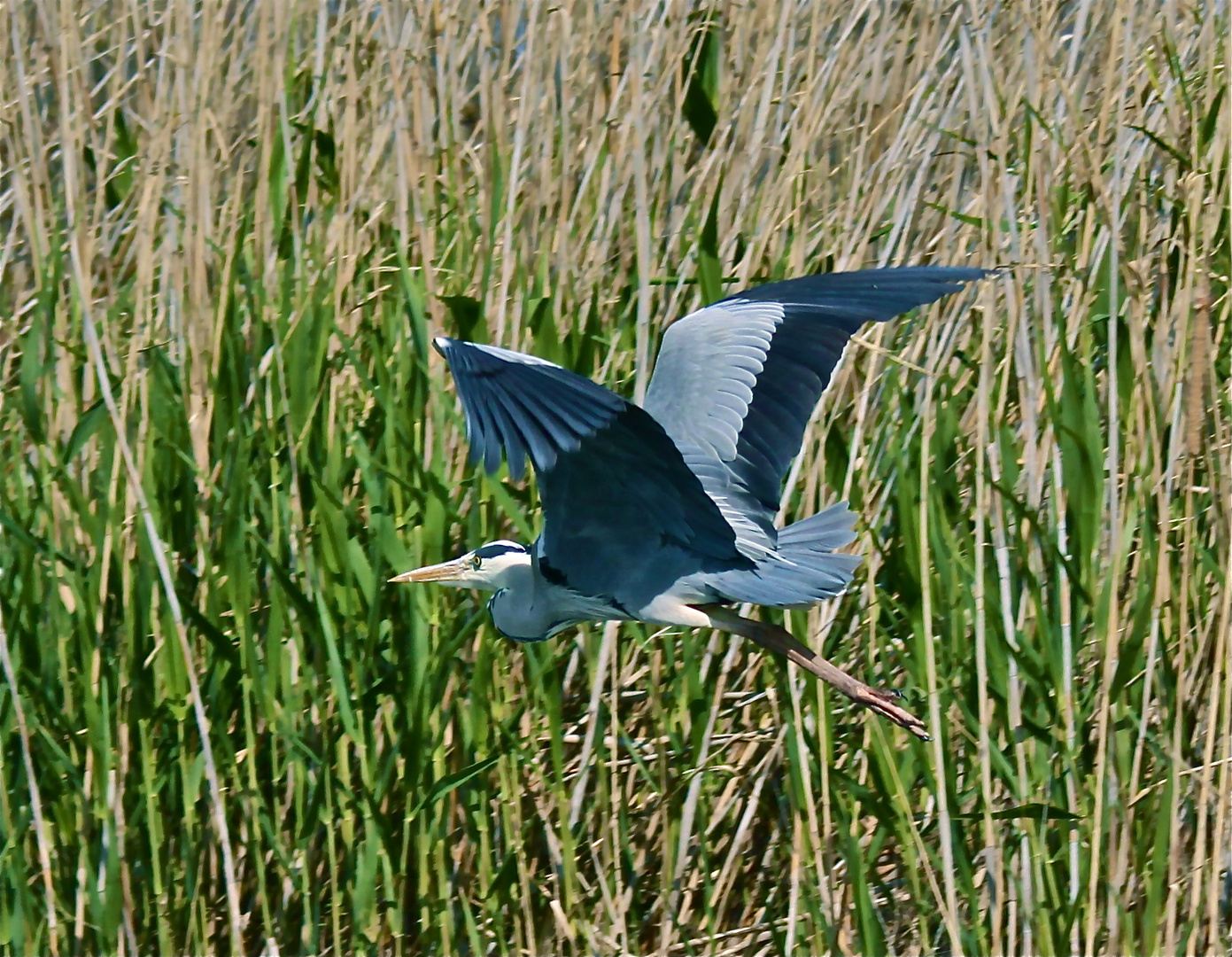 Volando, Volando