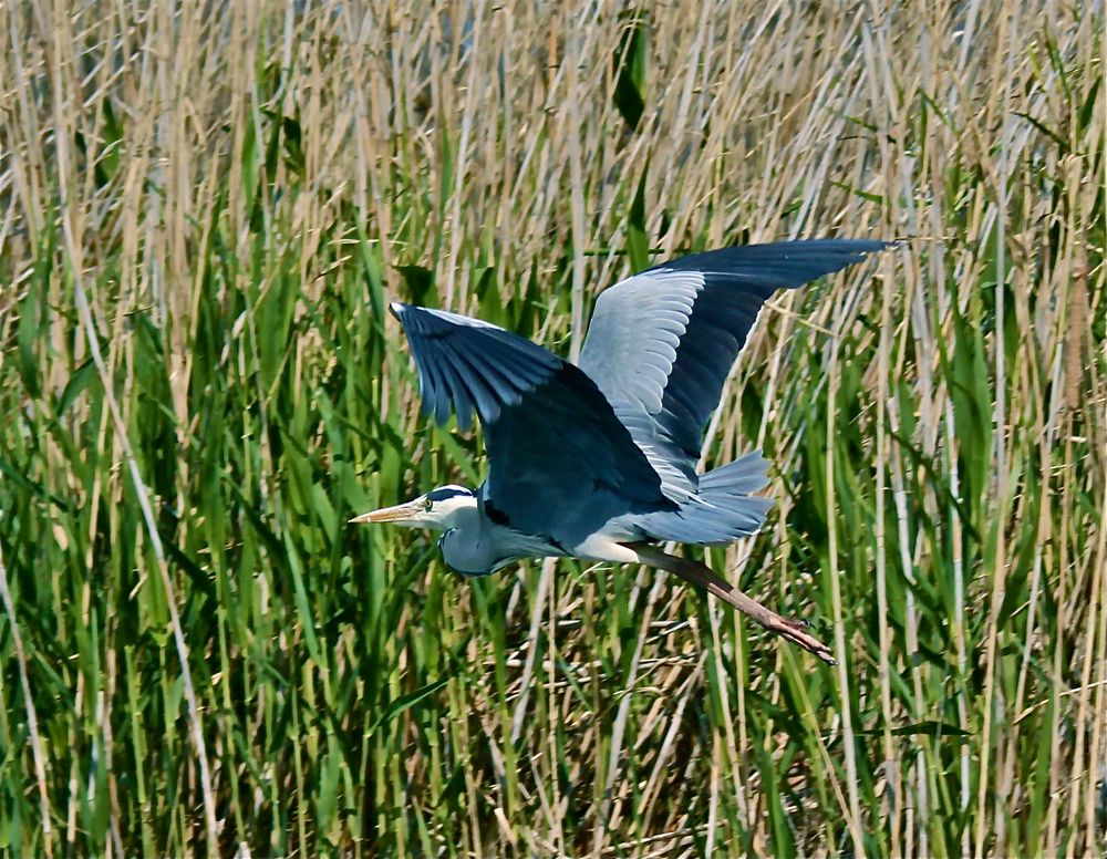 Volando, Volando