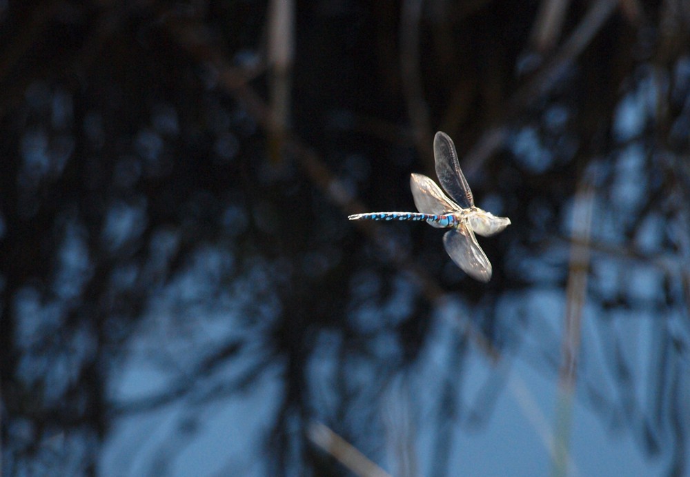 volando voy....