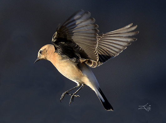 Volando voy volando vengo