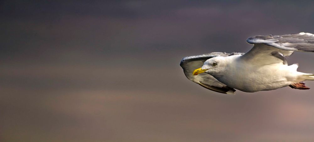 Volando voy, volando vengo.......