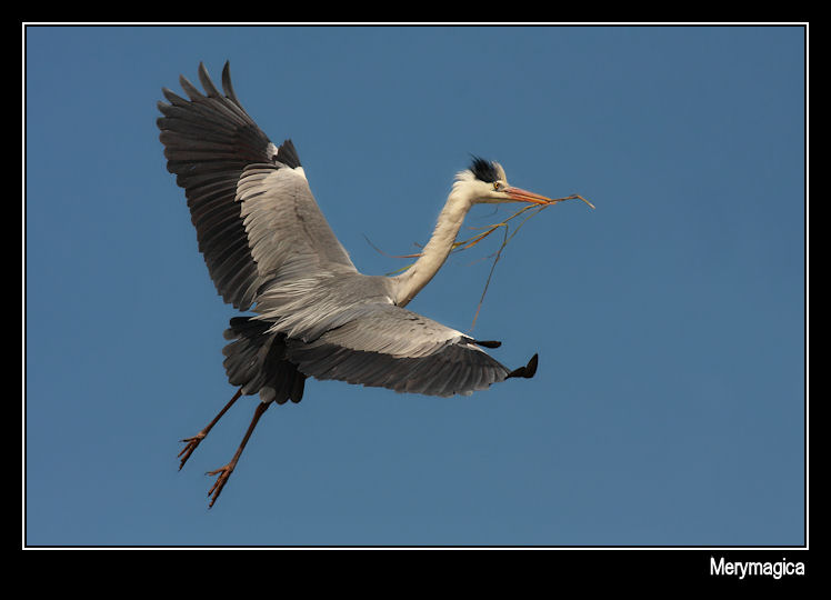 Volando voy... volando vengo