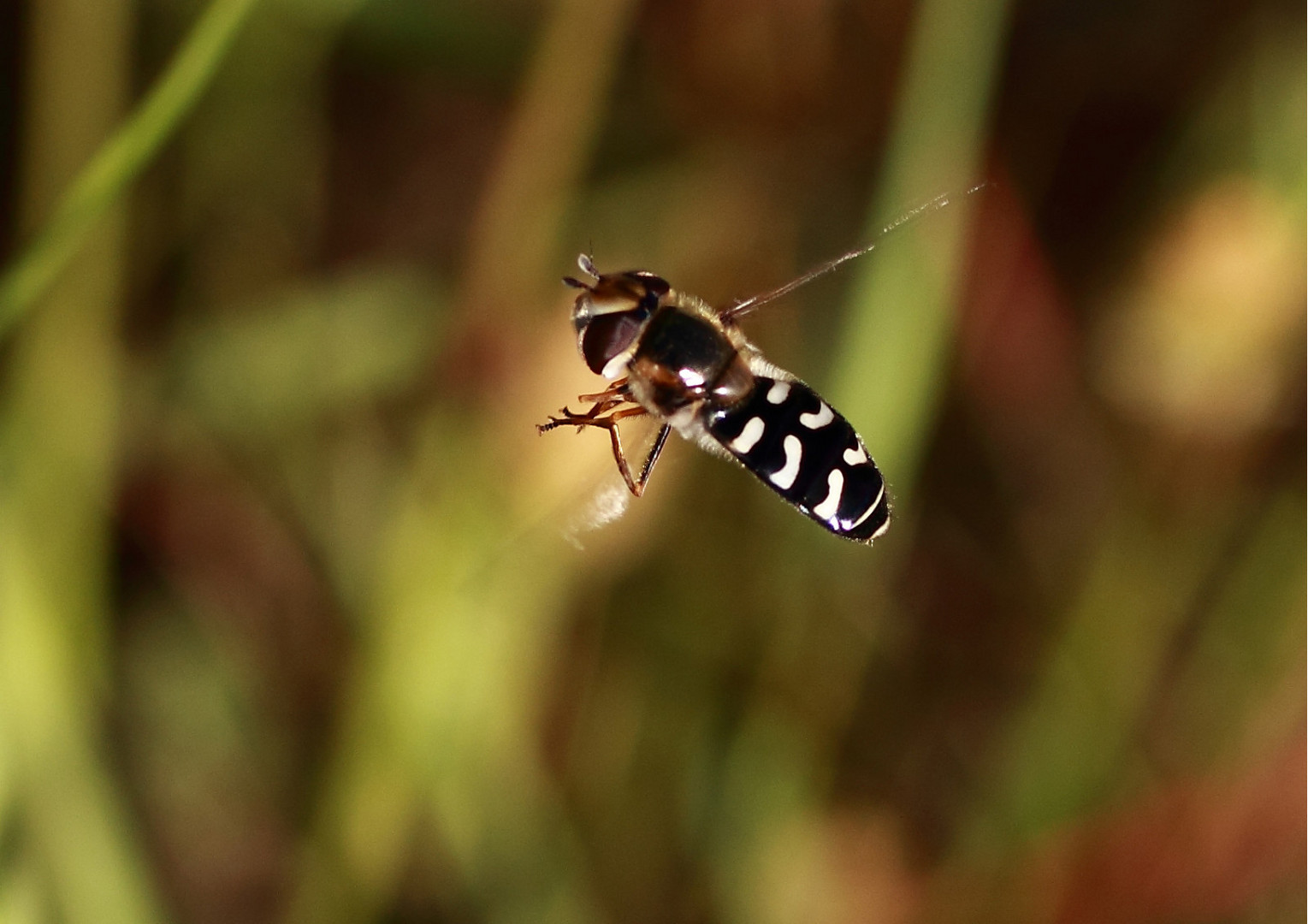 Volando voy, volando vengo, por el camino yo........