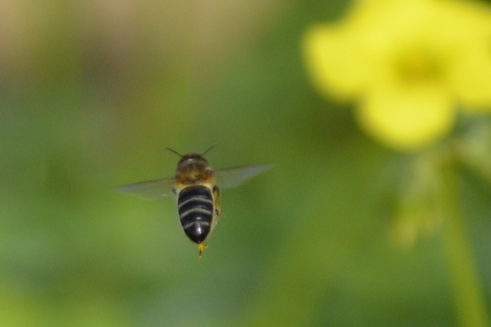 volar